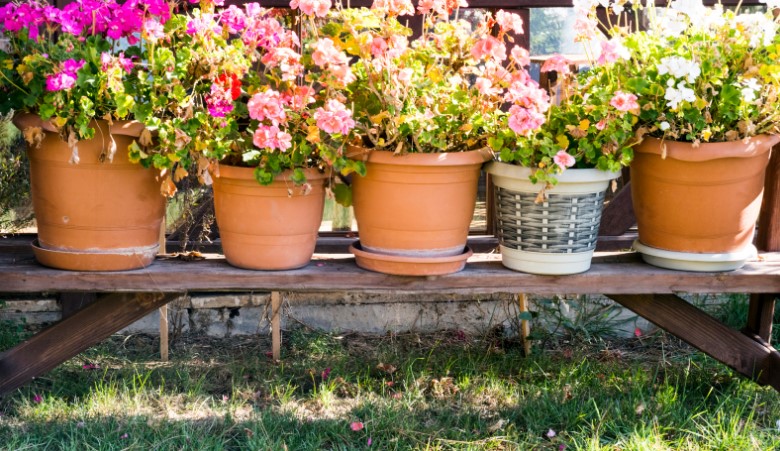 как защитить растения в горшках от солнца